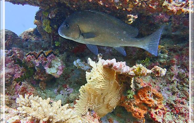 Gaterin ponctué, Diagramme peint ou voilier, Castex , Painted sweetlips, Slatey sweetlips (Diagramma pictum punctatum) - Les Tétons - Tsarabanjina - Mitsio - Madagascar