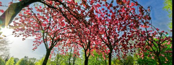 cerisier en fleurs