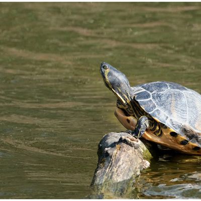 Tortue de Floride