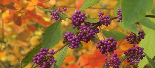 Couleurs d'automne de Jean-Claude Brinette 