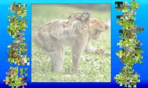 Oceandesjeux - Singes berberes puzzle