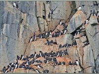 Guillemots de Brünnich dans les falaises d'Alkefjellet - Spitzberg - Svalbard - Norvège