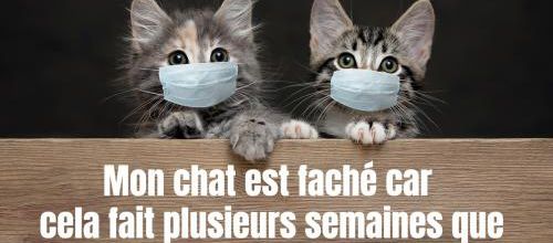 Chats tendrement masqués