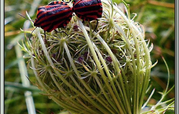 Punaises arlequin (Graphosoma italicum) in copula - Boucou - Sauveterre-de-Comminges - 31