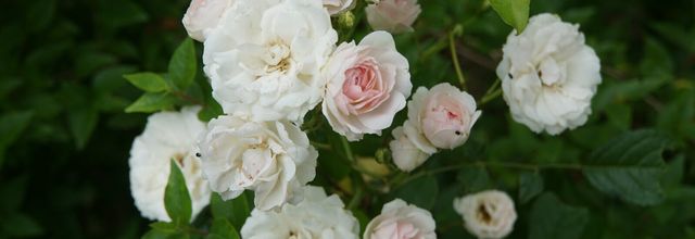 Un jour, une rose : 'Marie Jeanne'