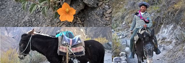 Retour à la civilisation (colca partie 3)