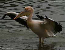 Pélican blanc