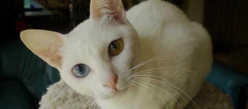 Le chat œil de diamant