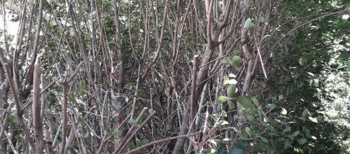 Jardin et blagues