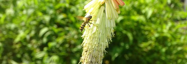 Les bzzz butinent au jardin