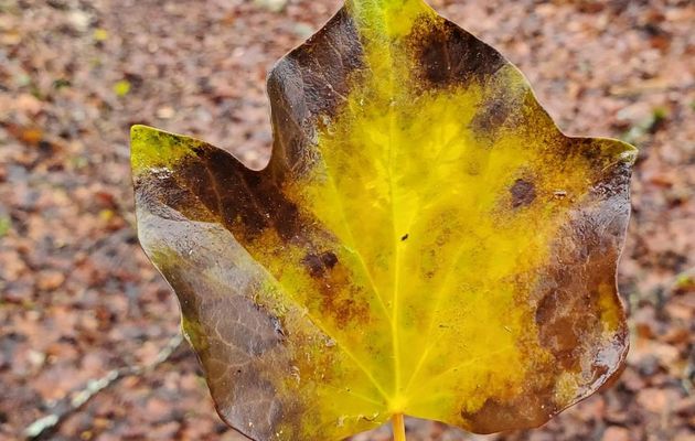 Le 11 février 2024 : Faute de grives, on mange des merles.