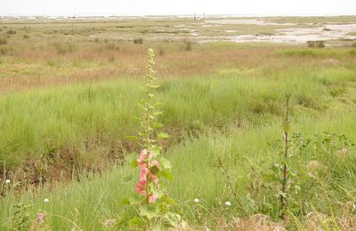 EB - La rose trémière qui aimait le Bassin d'Arcachon...