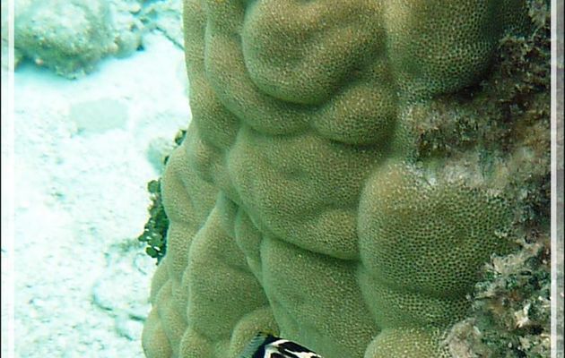 Canthigaster à selles, Valentinni's sharpnose puffer or Saddled pufferfish or Black saddled toby (Canthigaster valentini) - Atoll de Fakarava - Tuamotu - Polynésie française