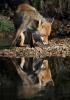 renards et renardeaux