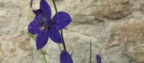 ... une sympathique fleur d'automne...