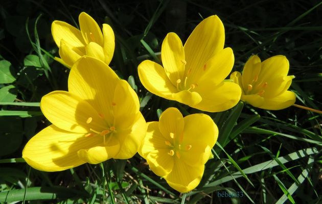 mes crocus d'automne