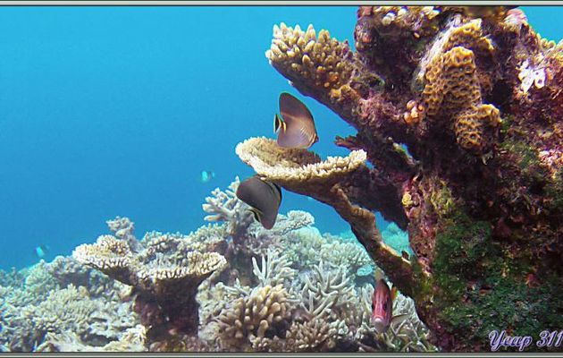 Poisson-papillon triangulaire indien (Chaetodon triangulum) et Poisson-écureuil géant ou marignan sabre (Sargocentron spiniferum) - Athuruga - Atoll d'Ari - Maldives