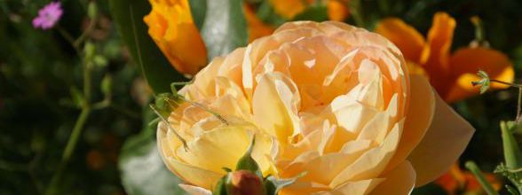 Un jour, une rose : 'Château de Cheverny'