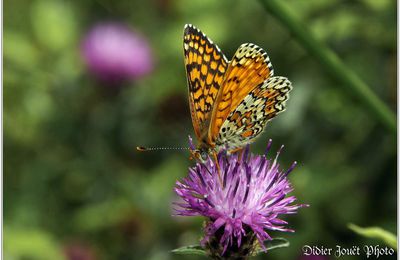 Mélitée du Plantain (2) - Melitaea cinxia
