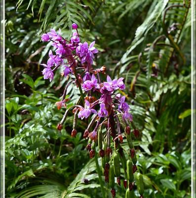Orchidée-palmier terrestre (Spathoglottis plicata) - Raiatea - Polynésie française