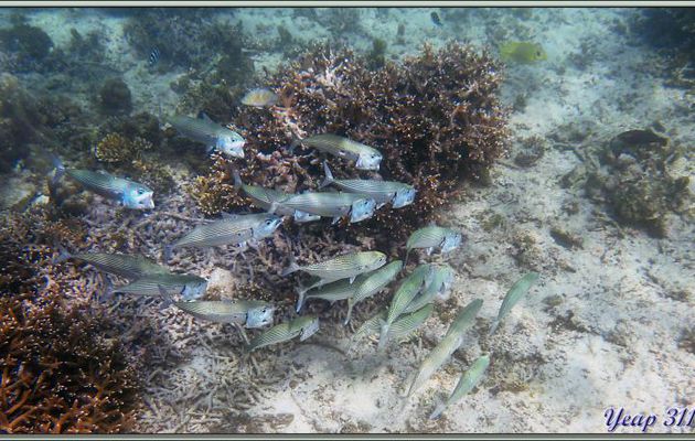 Banc de Maquereaux indiens (Rastrelliger kanagurta) en pleine chasse - Anse Soleil - Mahé - Seychelles