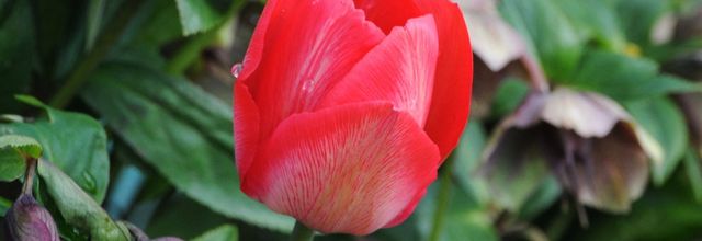 les fleurs de mon jardin!