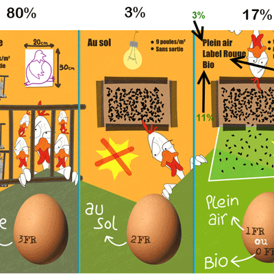 Comment choisir les bons oeufs ?