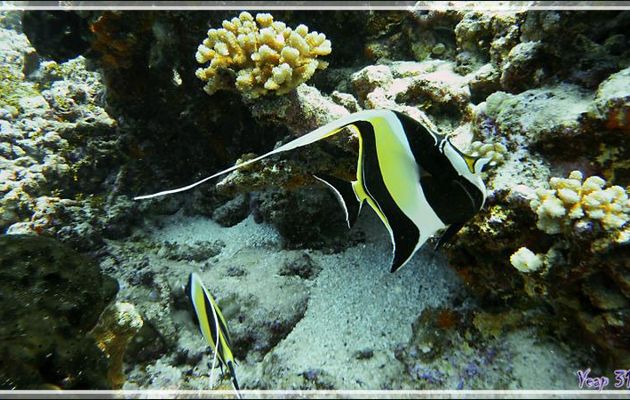 Idole des Maures ou Pavillon cocher ou Zancle cornu,  Moorish Idol (Zanclus cornutus) - Passe Tumakohua - Fakarava sud - Tuamotu - Polynésie française