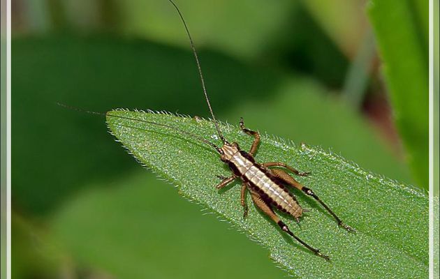 Sauterelle juvénile (larve-nymphe) Decticelle cendrée, Pholidoptère grise (Pholidoptera griseoaptera) - Lartigau - Milhas - 31