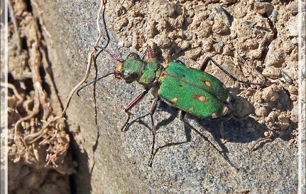 Cicindèle champêtre (Cicindela campestris) - Sentier des Aiguilles d'Ansabère - Lescun - 64