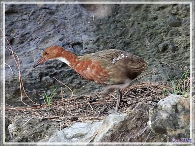 Râle de Cuvier, White-throated Rail (Dryolimnas cuvieri) - Nosy Tsarabanjina - Archipel des Mitsio - Madagascar