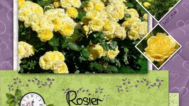 Eclatantes et Généreuses : Rosier Anny Duperey