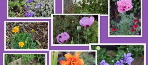 Quelques floraisons de ce moment!