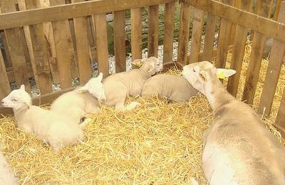 Les moutons...