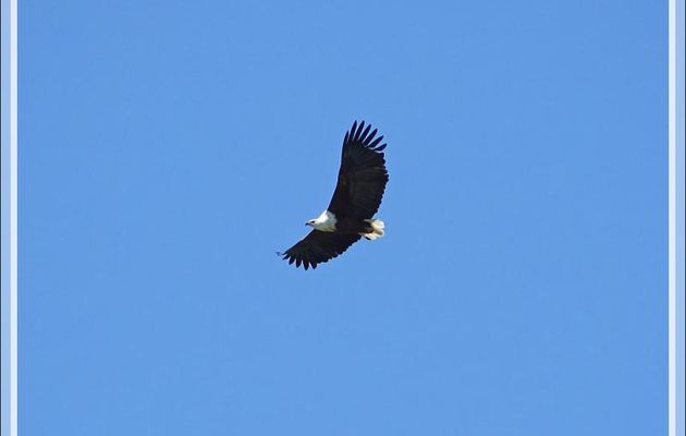Pygargue vocifère ou Aigle pêcheur, African Fish Eagle (Haliaeetus vocifer) - Safari terrestre - Parc National de Chobe - Botswana