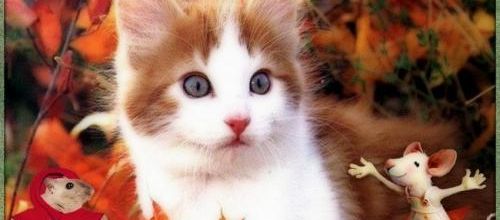  Minou dans les feuilles...