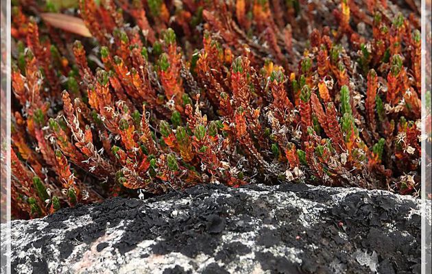 Tétragone aux couleurs d'automne et petites fleurs de Céraiste - Fjord Bowdoin - Région de Qaanaaq - Groenland