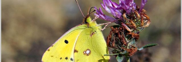 Souci (2) - Colias crocea