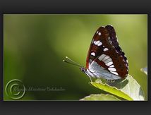 Sylvain azuré, (Limenitis reducta) - Nymphalidae