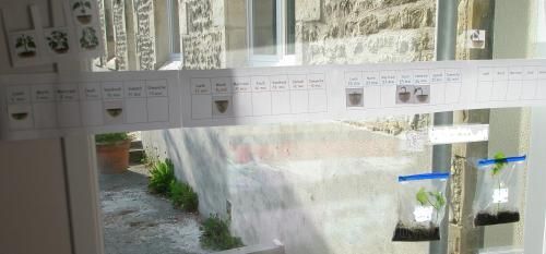 Les légumes