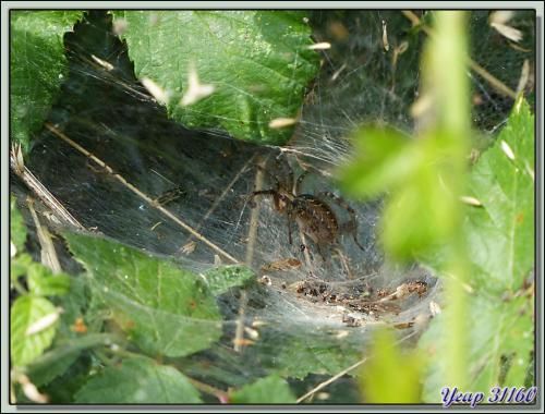 Araignée Agelena femelle à l'abri de sa toile - Verdun-sur-Ariège - 09