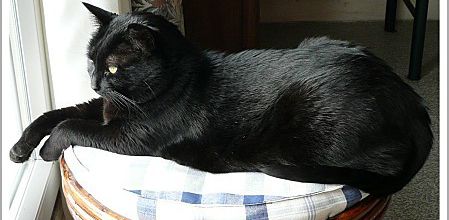 Photos, minette, broderie ...