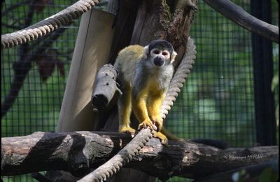 Ménagerie du Jardin des Plantes : Saïmiri (ou Sapajous, Singes-écureuils)