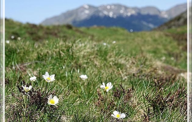 Renoncule des Pyrénées (Ranunculus pyrenaeus) - Col de Consires - Couledoux - 31
