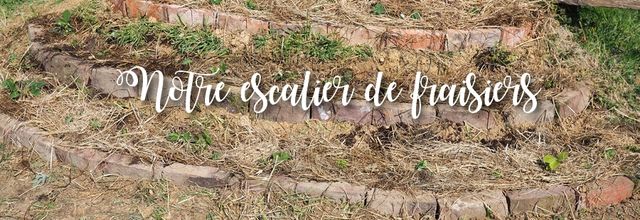Une butte de fraisiers au potager
