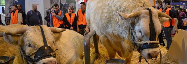 Salon International de l'Agriculture 2015 : La Charolaise : GANDIN et E MAIL