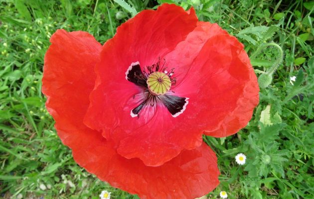 Mes coquelicots