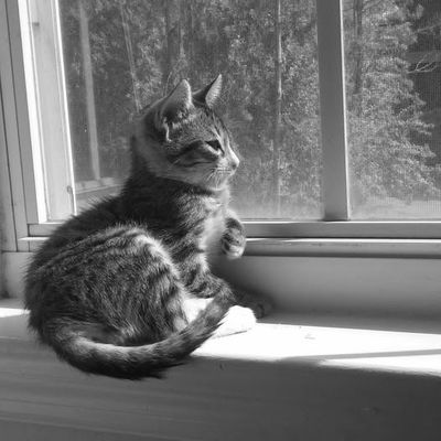 Silence pensif des chats
