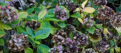 Quant taillez vous vos hortensias ?
