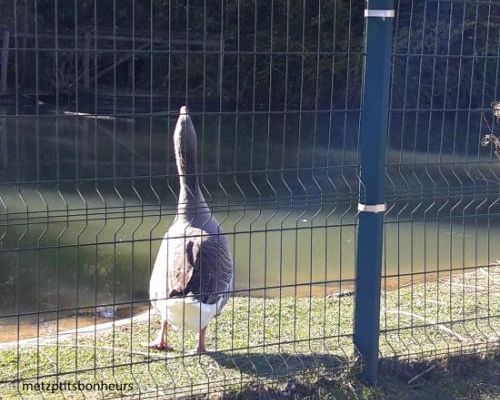 ... au parc du Pâtis...